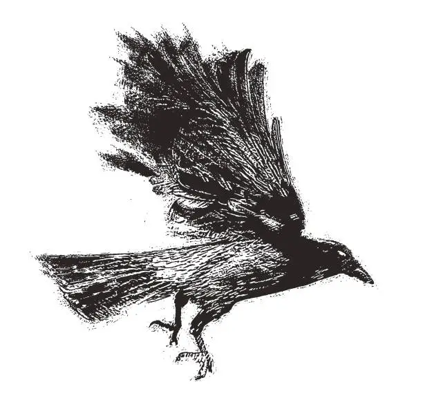 Vector illustration of Gothic style crow flying
