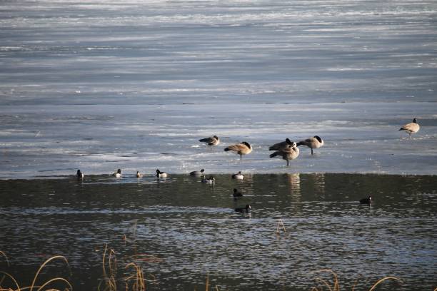 istock Canadian Geese - scenic 1391514714