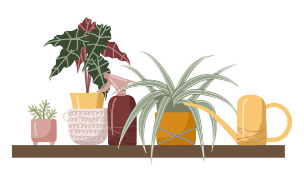 A composition with watering cans and plants. Set hand drawn vector isolated elements of houseplant. A flower in a pot. Indoor plants. Home gardening. Color image on a white background. A composition with watering cans and plants. Set hand drawn vector isolated elements of houseplant. A flower in a pot. Indoor plants. Home gardening. Color image on a white background. chlorophytum comosum stock illustrations