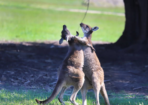 Two kangaroos are fighting or dancing on a green field Two kangaroos are fighting or dancing on a green field kangaroos fighting stock pictures, royalty-free photos & images