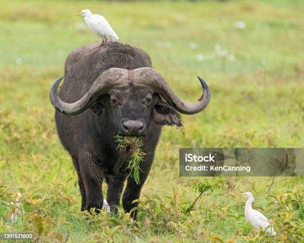 Cape Buffalo With Cattle Egrets Stock Photo - Download Image Now - African Buffalo, Animal, Animal Themes