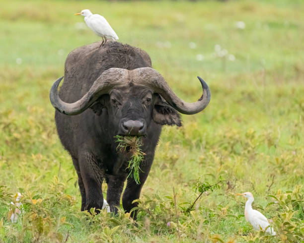 cape buffalo with cattle egrets - egret water bird wildlife nature imagens e fotografias de stock