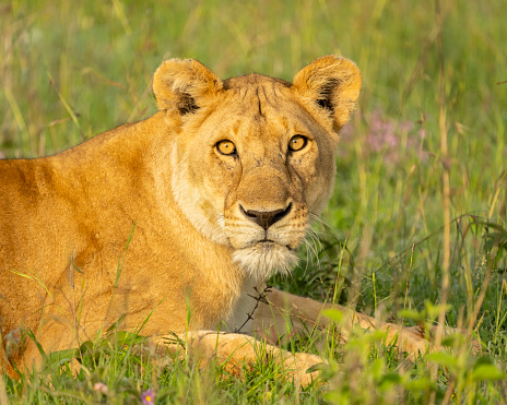 Lion (Panthera leo) female. Serengeti National Park, Tanzania, Africa