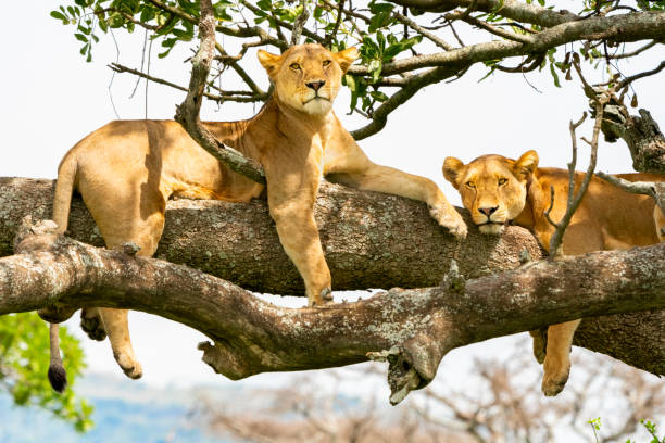 leoni che riposano in un albero - parco nazionale del serengeti foto e immagini stock