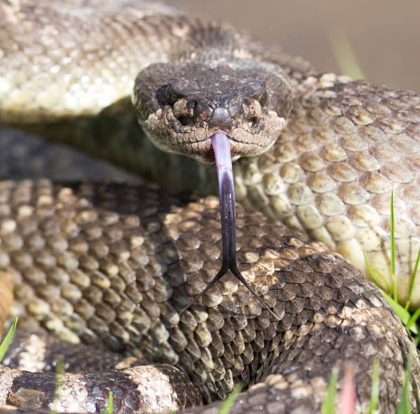 istock Angry Northern Pacific Rattlesnake in defensive posture. 1391522757