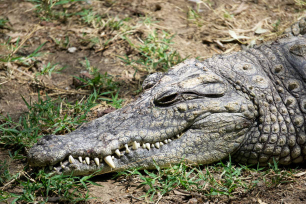 istock A Nile crocodile rests on the ground 1391522837