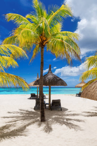 istock Tropical Beach. Sunny beach with palms 1391523488