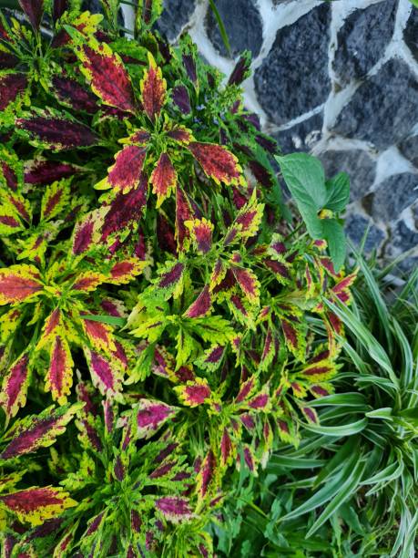 istock Miana plant 1391523583