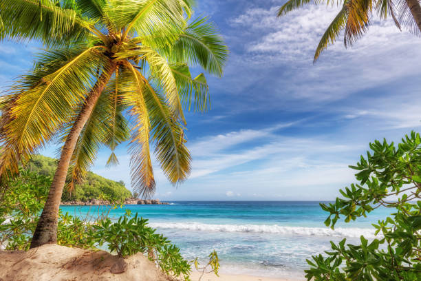Beautiful beach with coconut palm trees  in exotic Caribbean island. Beautiful beach with coconut palm trees and turquoise sea in exotic Caribbean island. tropic of capricorn stock pictures, royalty-free photos & images