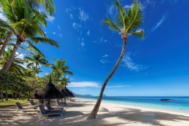 istock Palm trees in tropical beach in tropical resort 1391525565