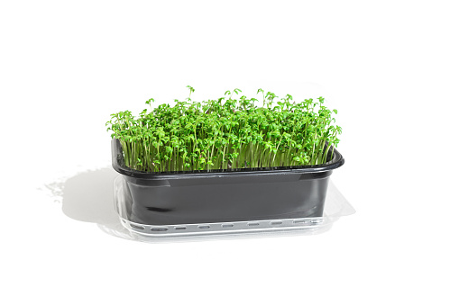 Arugula microgreens shoot in plastic box isolated on white background. Seed Germination at home. Concept healthy lifestyle and eating, organic food, superfood. Side view micro greens, close up.