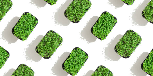 istock Radish and Arugula microgreens as pattern, sprouting microgreens in box. Vegan and healthy food concept. Sprouted seeds, micro greens, growing sprouts isolated on white background, wide banner 1391527772