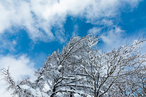 Beautiful winter mountain peak landscape, blue sky and snow-covered trees (Daegwallyeong, Gangwon-do, South Korea)