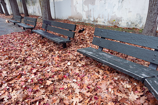 A row of empty wooden park benches with colorful leaves on the ground during autumn at Hoyt Playground in Astoria Queens New York