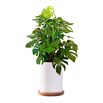 Monstera in a pot and wooden tray isolated on white background, Close up of tropical leaves or houseplant that grow indoor for decorative purpose.