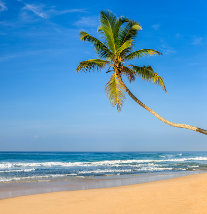 Tropical paradise idyllic beach - sea, palm tree and the beach. Ceylon