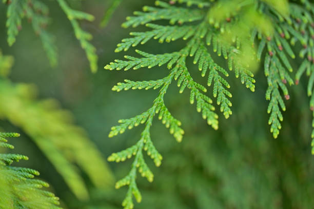 Beautiful lush new plant life in April.