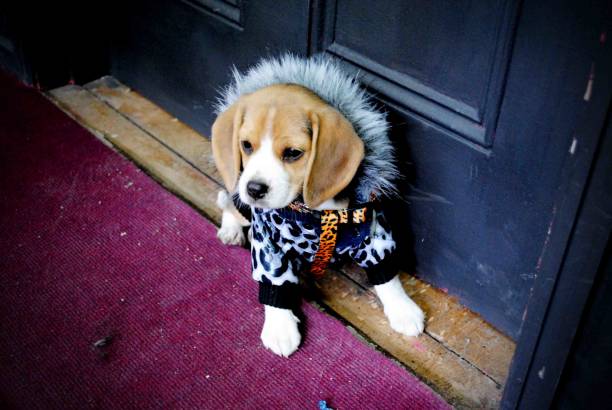 istock A small dog dressed in warm clothes 1391535625