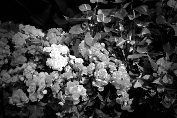 istock Group of flowers in the light, Nature background 1391536255