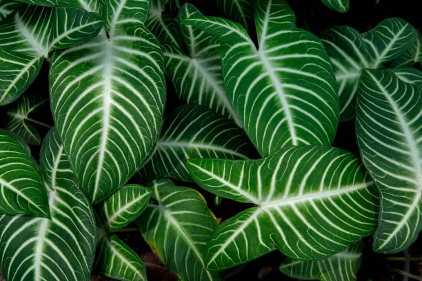 istock Thailand, Leaf, Nature, Plant, Backgrounds 1391537659