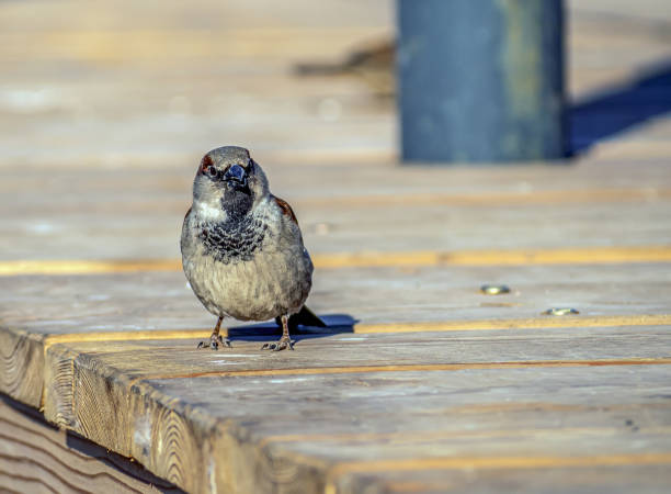 istock Sparrow is sitting on the stone and looking at camera. Close-up, portrait. 1391540647
