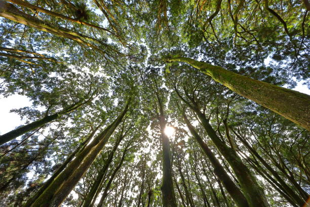 istock Alishan National Forest Recreation Area, 1391540689