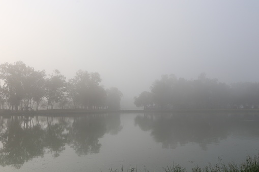 Trees and reflect on water in swamp in the morning,Thailand. Fog cover above the mash.