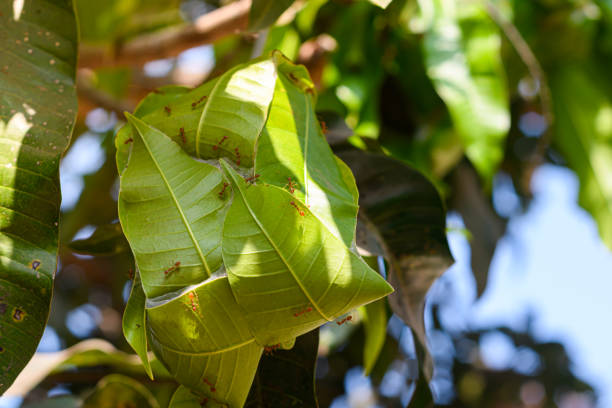 Red ant nest made from green leaf hanging on the tree
