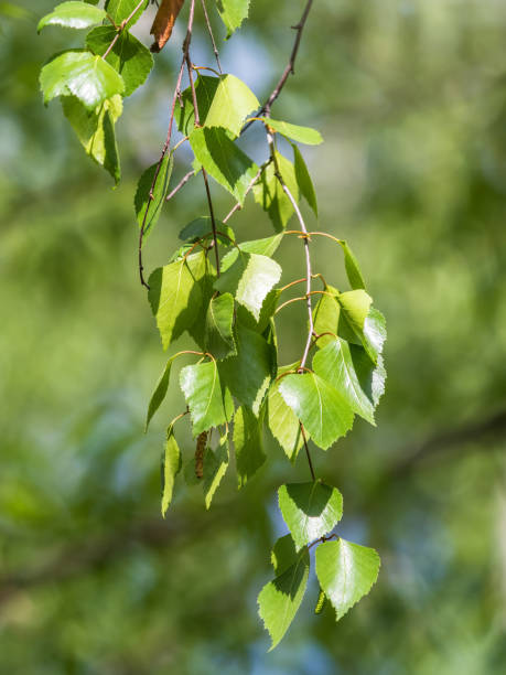 istock Birch branches with fresh green leaves and seeds. Birch tree branch, Betula pendula. 1391542139