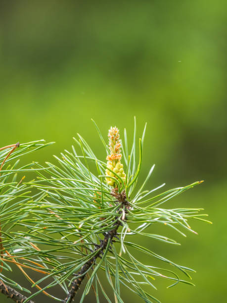 istock Cedar branches with long fluffy needles with a beautiful blurry background. Cedar branches with fresh shoots in spring. 1391542154