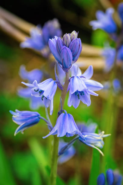 Spanish Bluebell flower blossoms in spring Spanish Bluebell flower blossoms in spring. Close up. bluebell photos stock pictures, royalty-free photos & images