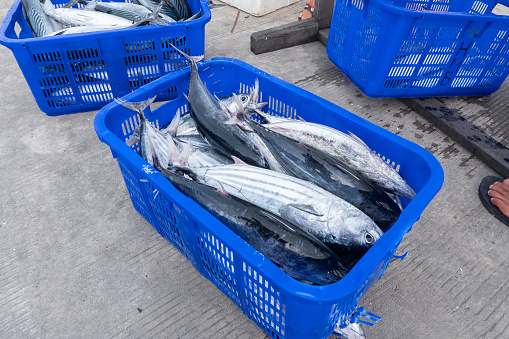 Fresh tuna fish in a basket from fishermen to be sold at the traditional market