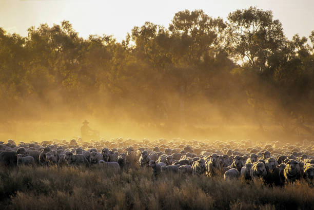 reuniendo ovejas en el interior. - flock of sheep fotografías e imágenes de stock