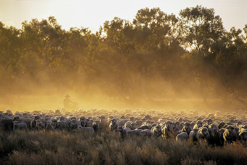 Mustering sheep in the outback.