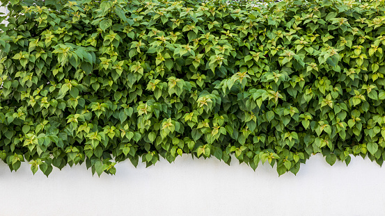 Background of fresh green leaves of bougainvillea trees growing beautifully as a fence on the white concrete wall of a house in rural Thailand.
