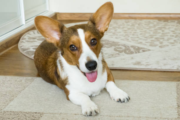 istock Happy Corgi looks at the camera 1391548963