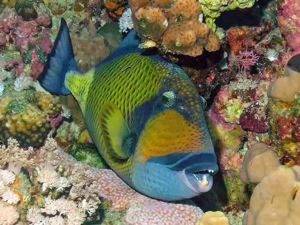 A Titan Triggerfish (Balistoides viridescens) in the Red Sea