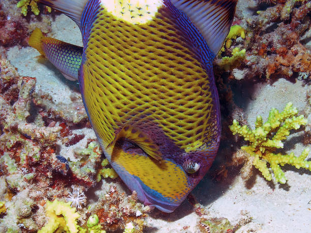 紅海のタイタントリガーフィッシュ(バリデスビリデンス) - red sea taba sand reef ストックフォトと画像