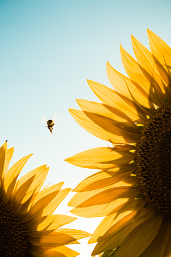 bee among sunflowers with sunset light