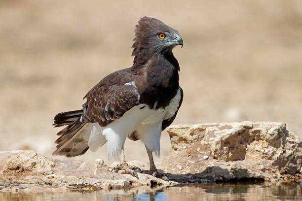 A black-breasted snake eagle at a waterhole, Kalahari desert, South Africa stock photo