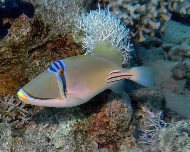 A Picasso Triggerfish (Rhinecanthus aculeatus) in the Red Sea, Egypt