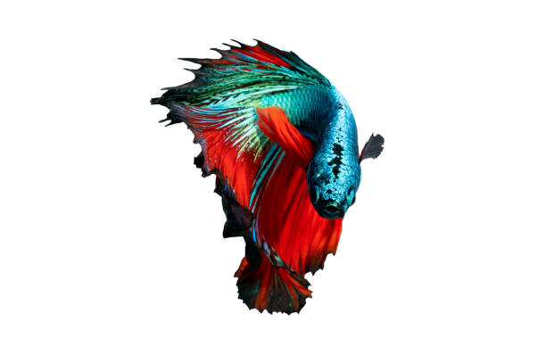istock Half moon blue and red betta isolated on white background with clipping path 1391557370