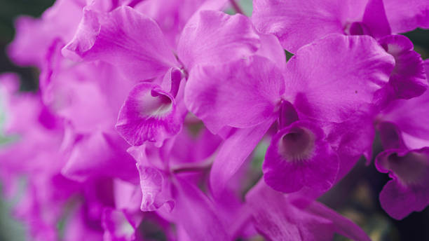 Guarianthe skinneri orchid Summer skinneri stock pictures, royalty-free photos & images