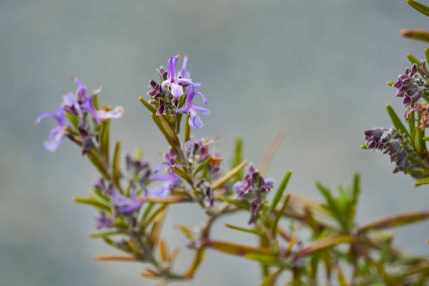 istock Rosemary flowers 1391557875