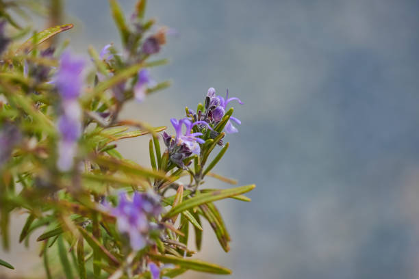 istock Rosemary flowers 1391557876