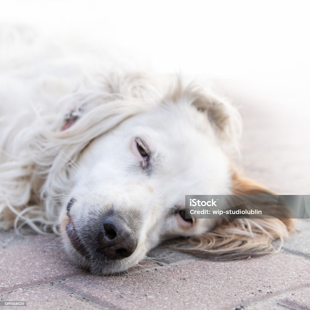 Irish red and white setter dog in close-up, lying on the floor. Dog lying outside in the yard Agricultural Field Stock Photo