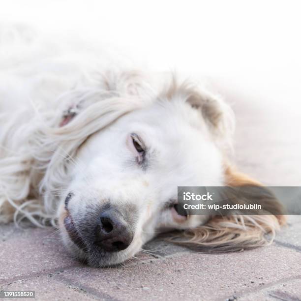 Irish Red And White Setter Dog In Closeup Lying On The Floor Dog Lying Outside In The Yard Stock Photo - Download Image Now