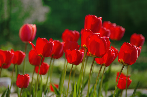 Red tulips on green natural background.
