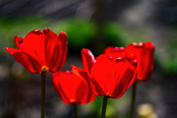 Red tulips on dark background. Beautiful spring concept Keukenhof, Netherlands