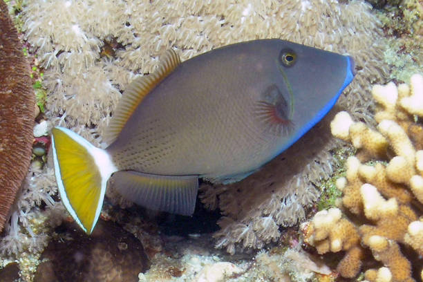 istock A Bluethroat Triggerfish (Sufflamen albicaudatum) in the Red Sea, Egypt 1391559503